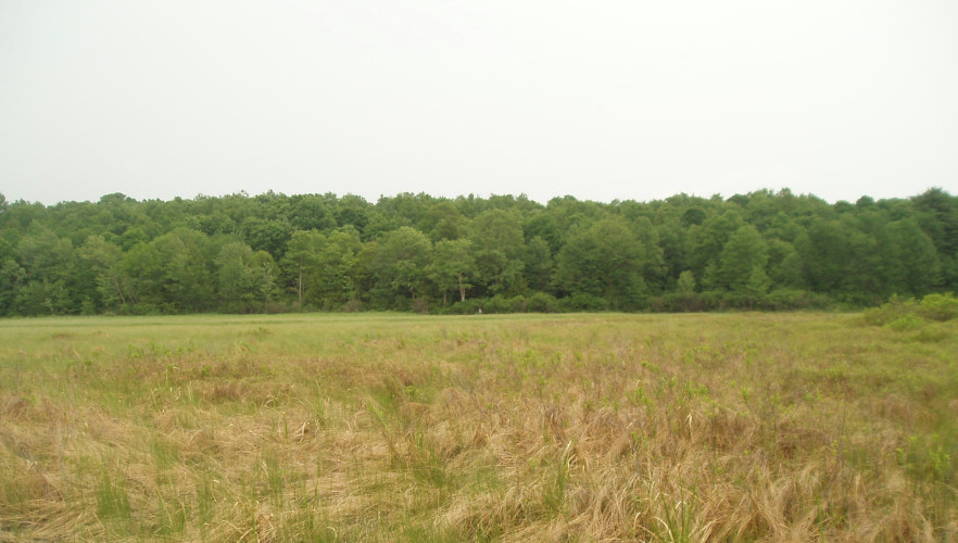 Many-Fruited Sedge - Bladderwort Poor Fen, Farrell Corners Fen